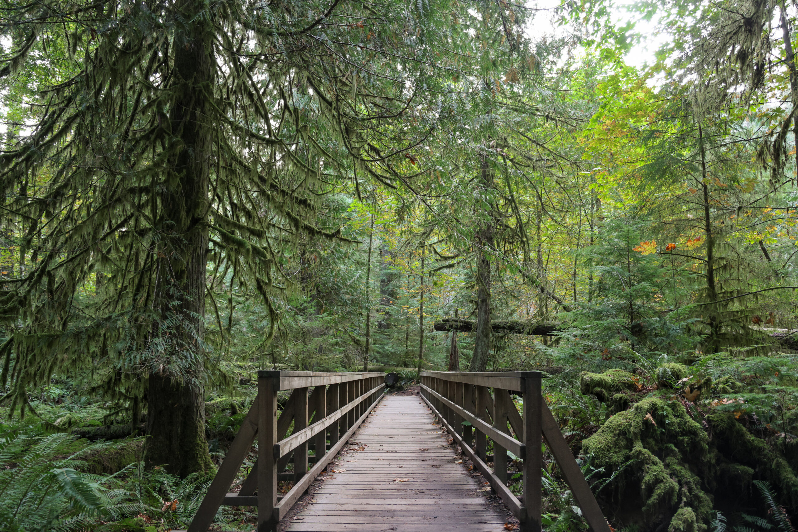 a wooden bridge in the woods