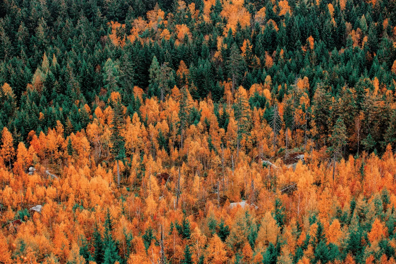 Green and orange tress from an aerial point of view.