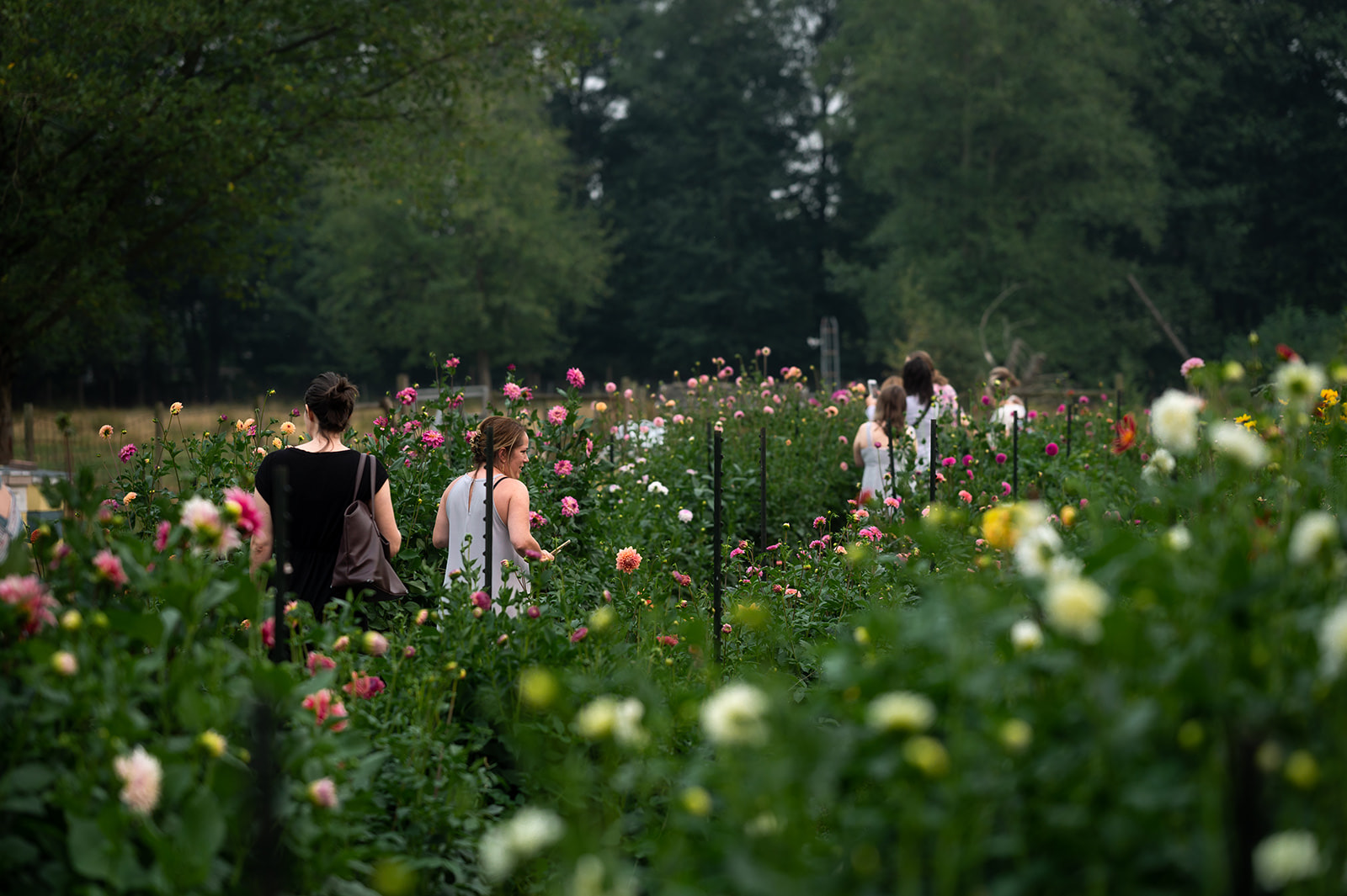 people walking in flower field